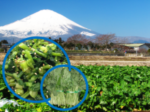 水掛菜 御殿場