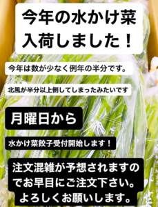 水掛菜入荷